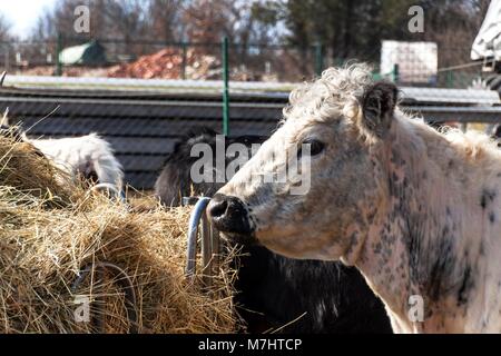 Kuh frisst Heu. Tierhaltung auf einem Bauernhof der Familie. Detail der Kopf der Kuh. Die ökologische Landwirtschaft Stockfoto