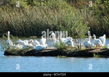 Weiße Pelikane Sitzen auf der Insel in den Feuchtgebieten Stockfoto