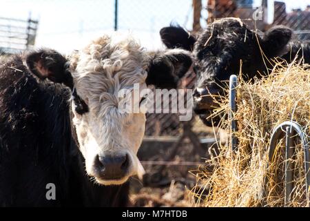 Kuh frisst Heu. Tierhaltung auf einem Bauernhof der Familie. Detail der Kopf der Kuh. Die ökologische Landwirtschaft Stockfoto