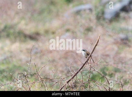 Ein thront Stripe - Kopf Sparrow (Peucaea ruficausa) Stockfoto