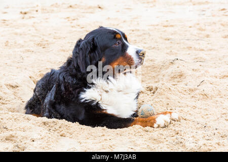 Bournemouth, Dorset, Großbritannien. 11. März 2018. UK Wetter: Grau bewölkten Tag am Strand von Bournemouth. Berner Sennenhund hat Spaß beim Spielen im Sand Credit: Carolyn Jenkins/Alamy leben Nachrichten Stockfoto