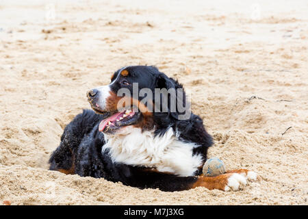 Bournemouth, Dorset, Großbritannien. 11. März 2018. UK Wetter: Grau bewölkten Tag am Strand von Bournemouth. Berner Sennenhund hat Spaß beim Spielen im Sand Credit: Carolyn Jenkins/Alamy leben Nachrichten Stockfoto