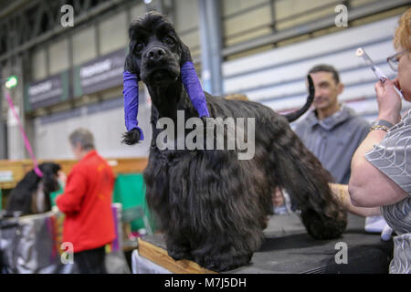 Birmingham, Großbritannien. 11. März 2018. Jet, ein 18 Monate altes American Cocker Spaniel trägt Schutzausrüstung Bandagen auf Ihre Ohren, während sie wartet, sie am letzten Tag der Crufts 2018 beurteilt werden. © ️Jon Freeman/Alamy leben Nachrichten Stockfoto