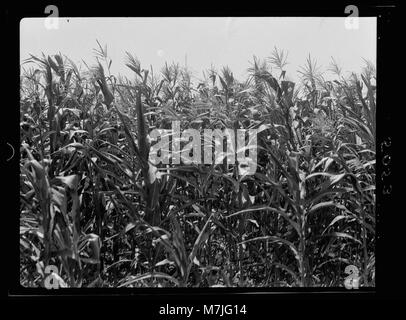 Ein Foto, das das üppige Wachstum von Mais (Zea mays) entlang des Nils in Ägypten zeigt. Das Bild zeigt die landwirtschaftliche Produktivität der Region und die Bedeutung der Bewässerung in der ägyptischen Landwirtschaft. Stockfoto