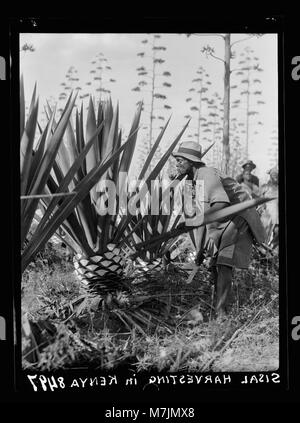 Dieses Bild zeigt die Nahaufnahme der Sisalernte auf Plantagen in der kenianischen Kolonie. Sisal, eine Agave, war ein bedeutendes landwirtschaftliches Erzeugnis, das während der Kolonialzeit in Kenia angebaut wurde. Arbeiter können beim Ernten der Pflanze beobachtet werden, die für die Herstellung von Seilen, Matten und anderen Materialien verwendet wurde. Das Bild zeigt die arbeitsintensive Verarbeitung und die landwirtschaftliche Bedeutung von Sisal in der Region während dieser Zeit. Stockfoto
