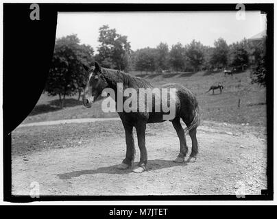 RODNEY, ARMEE PFERD IM KUBANISCHEN KRIEG. Im Ruhestand am Fort Myer LCCN 2016865249 Stockfoto