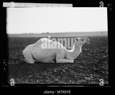 Beduinen leben in Trans-Jordan. Eine junge weiße Kamel LOC 15664 matpc. Stockfoto