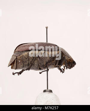 Das Bild zeigt die Insektenart Leucopholis irrorata, die für ihr unverwechselbares Aussehen bekannt ist. Dieser Käfer ist für seine einzigartige Körperstruktur bekannt und gehört zur Coleoptera-Ordnung. Stockfoto