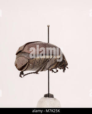 Leucopholis irrorata ist eine Käferart aus der Familie der Dryophthoridae, die für ihre charakteristischen Merkmale und ihren Lebensraum bekannt ist und zur Artenvielfalt der Region beiträgt. Stockfoto