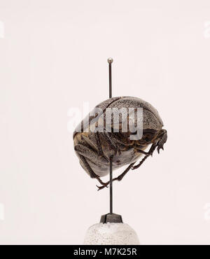 Leucopholis irrorata ist eine Käferart, die in der Zoosphäre 67 019 identifiziert wurde. Dieses Insekt ist bekannt für seine einzigartigen Eigenschaften und seinen Platz in entomologischen Studien. Stockfoto