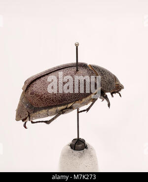 Leucopholis irrorata ist eine Käferart aus der Familie der Cerambycidae. Diese Art ist in tropischen Regionen beheimatet und für ihr markantes Aussehen und ihre Rolle im Ökosystem bekannt. Stockfoto