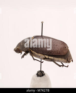 Leucopholis irrorata ist eine Käferart, die für ihr unverwechselbares Aussehen bekannt ist. Dieses Bild zeigt die Details der Struktur des Käfers, typisch für die Gattung *Leucopholis*. Stockfoto