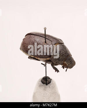 Leucopholis irrorata ist eine Käferart, die für ihre einzigartigen Eigenschaften und ihre Rolle im Ökosystem bekannt ist. Es gehört zur Familie der Coccinellidae, die häufig in der Entomologie untersucht wird. Stockfoto