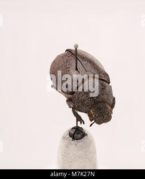 Ein detailliertes Bild von *Leucopholis irrorata*, einer für ihr unverwechselbares Aussehen bekannten Käferart, aufgenommen auf einem wissenschaftlichen Foto. Stockfoto