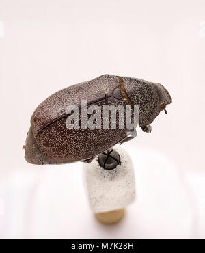 Ein detailliertes Bild von Leucopholis irrorata, einer Käferart, die für ihre charakteristischen Markierungen bekannt ist. Diese Art zeichnet sich durch ihre einzigartigen Merkmale und ihre ökologische Rolle aus. Stockfoto