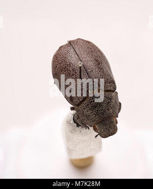 Eine Nahaufnahme von Leucopholis irrorata, einer Käferart, die für ihr unverwechselbares Aussehen bekannt ist und Teil der Zoosphäre-Sammlung ist. Stockfoto
