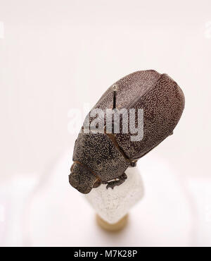 Ein Bild der Käferart Leucopholis irrorata, ein Mitglied der Familie Buprestidae. Diese Art ist bekannt für ihr unverwechselbares Aussehen und ihre ökologische Rolle in ihrem Lebensraum. Stockfoto