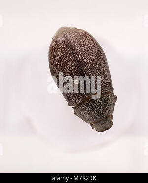 Leucopholis irrorata, eine Art aus dem Zoosphärenkatalog, ein Käfer, der für seine charakteristischen Merkmale und seine ökologische Rolle bekannt ist. Stockfoto