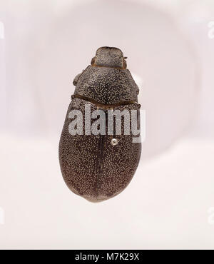 Leucopholis irrorata ist eine Käferart, die für ihre besonderen Merkmale und ihre Rolle in der Umwelt bekannt ist. Dieses Foto zeigt die Eigenschaften des Käfers und seinen ökologischen Beitrag. Stockfoto