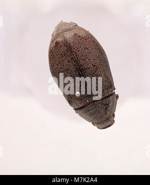 Ein Bild von Leucopholis irrorata, einer Käferart, aus der Zoosphärensammlung. Bekannt für seine Besonderheiten und einzigartigen Markierungen, wird es in der Entomologie untersucht. Stockfoto