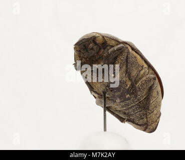 Leucopholis irrorata ist eine Käferart, die in verschiedenen Ökosystemen vorkommt. Bekannt für sein markantes Aussehen, gehört es zur Familie der Cerambycidae und ist wichtig für das Studium der Entomologie. Stockfoto