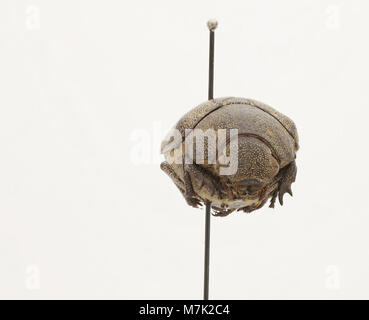 Dieses Bild zeigt Leucopholis irrorata, eine Käferart. Der Käfer ist bekannt für seine Besonderheiten und seine Stellung im Insektenklassifizierungssystem. Stockfoto