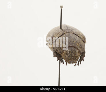 Ein Bild von Leucopholis irrorata, einer Käferart, die für ihre charakteristischen Markierungen und einzigartigen Merkmale bekannt ist. Dieses Foto hebt das Aussehen und die natürliche Umgebung des Insekts hervor. Stockfoto