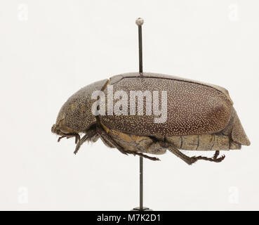 Ein Bild der Leucopholis irrorata, einer Käferart, bekannt für ihr unverwechselbares Aussehen und ihre Klassifizierung in der Insektenfamilie. Stockfoto