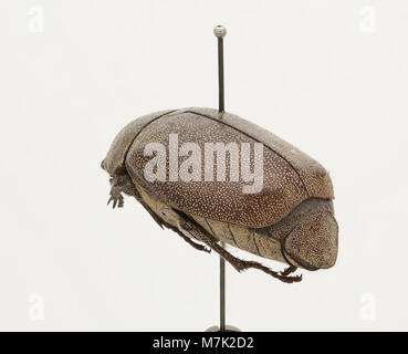 Leucopholis irrorata, eine Käferart, ist für ihr unverwechselbares Aussehen bekannt. Diese Art gehört zur Unterfamilie der *Cerritinae* und kommt in bestimmten Ökosystemen vor. Stockfoto