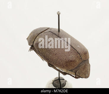 Leucopholis irrorata ist eine Käferart, die für ihr unverwechselbares Aussehen bekannt ist. Dieses Bild zeigt die detaillierte Struktur und Merkmale des Käfers und hebt seine Rolle im Ökosystem hervor. Stockfoto