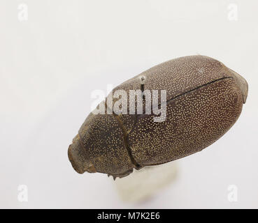 Leucopholis irrorata ist eine Käferart, die für ihr unverwechselbares Aussehen bekannt ist. Dieses Bild zeigt den Käfer und hebt seine einzigartigen Markierungen und Eigenschaften in seinem natürlichen Lebensraum hervor. Stockfoto