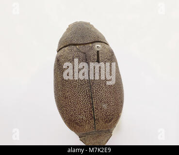 Leucopholis irrorata ist eine Käferart, die in der Zoosphärensammlung identifiziert wurde. Bekannt für seine Besonderheiten, wird es für seine Rolle in Ökosystemen und Insektenverhalten untersucht. Stockfoto