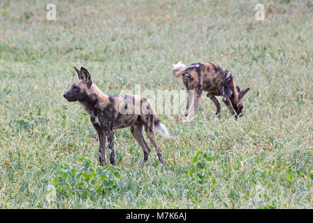 Afrikanische Jagd Hund, afrikanischen Wilden Hund, Hunde oder Lackiert (Lycaon pictus). Zwei aus einem Pack positionieren sich bereit, eine plötzliche vorschnellen, explosive, um b Stockfoto