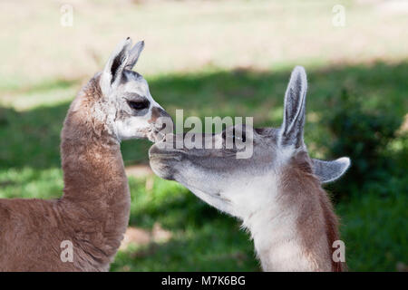 Mutter und ein neugeborenes Baby Alpaka, Vicugna pacos, gerade 10 Tage alt. Das Alpaka ist eine domestizierte Arten der Südamerikanischen Camelid. Es ähnelt einer sm Stockfoto