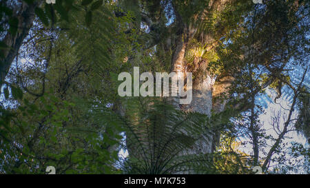 Große Kauri Baum durch die umliegenden Farne sichtbar. Stockfoto