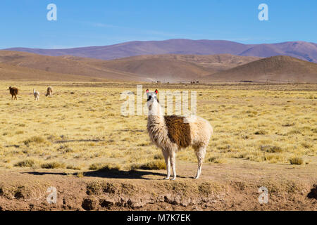 Bolivianische Lamas Zucht auf der Hochebene der Anden, Bolivien Stockfoto