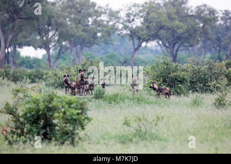 Afrikanische Jagd Hund, Afrikanischer Wildhund, oder gemalten Hund oder Wolf, lackiert (Lycaon pictus). Pack Mitglieder positionieren sich um Bush Abdeckung, bereit, t Stockfoto