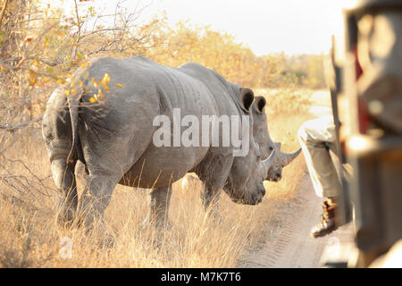 Nahaufnahme eines zwei afrikanische White Rhino in der Nähe von eine Safari Fahrzeug Stockfoto