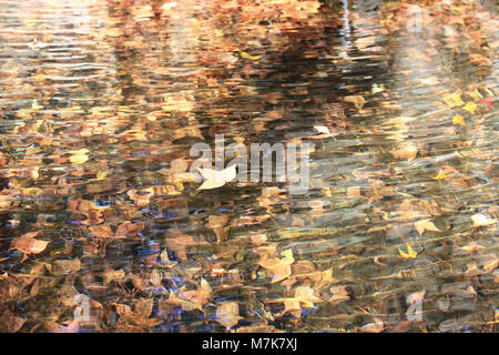 Die gefallenen Blätter im Herbst in verschiedenen Farben teilweise Verlegung an der Oberfläche des Teiches und teilweise sank und Festlegung unter Wasser. Stockfoto