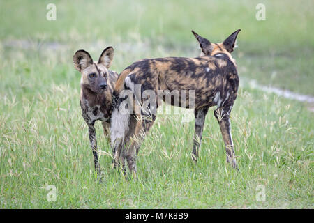 Afrikanische Wildhunde (Lycaon pictus). Wahrscheinlich Geschwister leben innerhalb eines größeren Pack, wachsam und warten, dass andere näher Anwesenheit von Potenti anzuzeigen Stockfoto