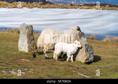 Gesprenkelte Berg Mutterschaf und Lamm an der Seite eines gefrorenen Keepers Teich Blaenavon Gwent UK März 2018 konfrontiert Stockfoto