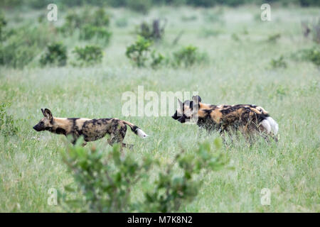 Afrikanische Jagd Hund, Afrikanischer Wildhund, oder gemalten Hund oder Wolf, lackiert (Lycaon pictus). Pack Mitglieder positionieren sich um Bush Abdeckung, bereit, t Stockfoto