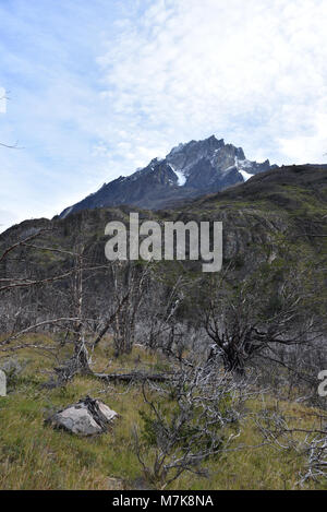 Gipfel und Wälder des gebrannten Lenga Bäumen im Cordon Olguin, Torres del Paine Nationalpark, Patagonien, Chile Stockfoto