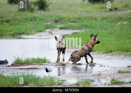 Afrikanische Jagd Hund, Afrikanischer Wildhund, oder gemalten Hund oder Wolf, lackiert (Lycaon pictus). Zwei aus einem pack Baden in einen flachen Pool, der von den neuen Dow gebildet Stockfoto