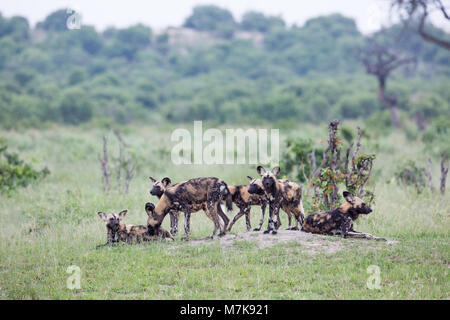 Afrikanische Jagd Hund (Lycaon pictus), gewachsen Family Pack von sieben. Warten auf Entscheidung zu bewegen und Suche nach wahrscheinlich Beutetier. Ruht auf einem niedrigen Mou Stockfoto