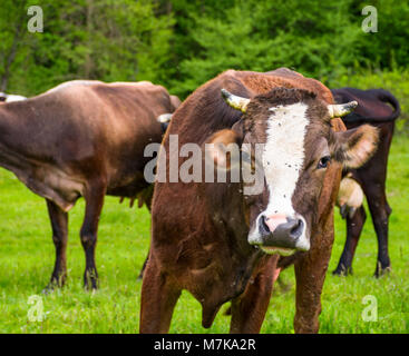 Portrait von neugierig Kuh mit Fliegen auf dem Gesicht. Tier im Frühjahr grüne Umgebung Stockfoto