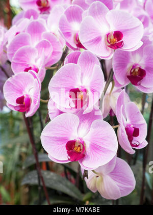 Detailansicht der rosa Orchidee im grünen Haus der Organic Farm. Stockfoto