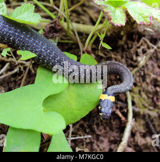 Natrix. Schlange kriecht unter den Dickicht von Gras. Stockfoto