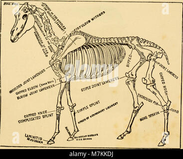Eine Abhandlung über das Pferd und seine Krankheiten - illustriert, mit einem Index von Krankheiten', gibt die Symptome, Ursache, und die beste Behandlung der Einzelnen, eine Tabelle mit den wichtigsten Medikamenten..., (14782340624) Stockfoto