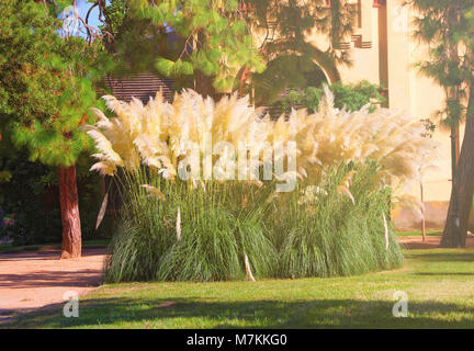 Cortaderia selloana Gras im Park Zitadelle in Barcelona, Spanien. Getönt Stockfoto